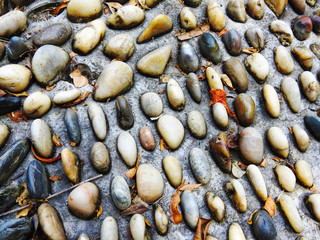 Path of stones. Rainforest. Background. Texture.