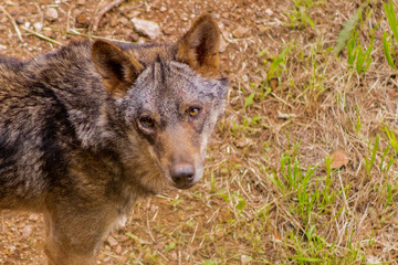 un lobo ibérico paseando y descansando por su recinto de hierba