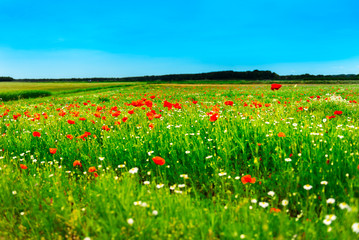 Farm with field of wild organic flowers