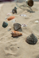 Strand mit Muscheln und einer Flaschenpost 