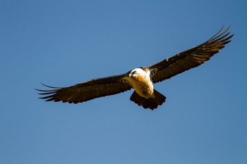 Gypaetus barbatus iin flight