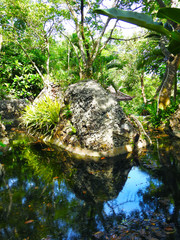 The rock in the pond. Wildlife. Rainforest. Background. Texture.