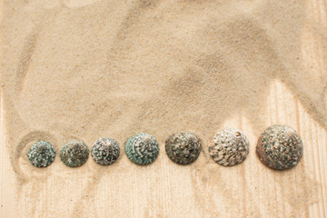 Muschel in verschiedenen Größen im Sand