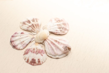 verschiedene Muschel Blumen