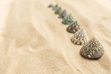 Muschel in verschiedenen Größen im Sand
