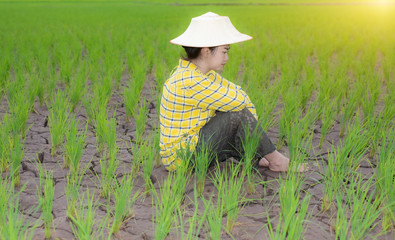 Woman farmer sat staring  rice seedlings