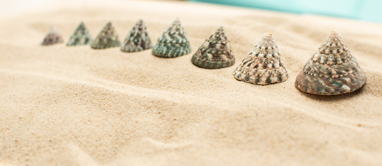 Muschel in verschiedenen Größen im Sand