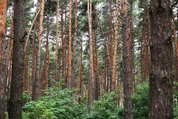 Fototapeta premium pine forest in the Park near the lake