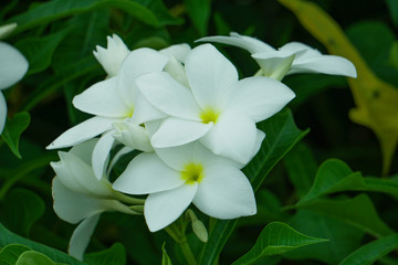 Obraz na płótnie Canvas Isolated White Group Flower HD Image on house garden