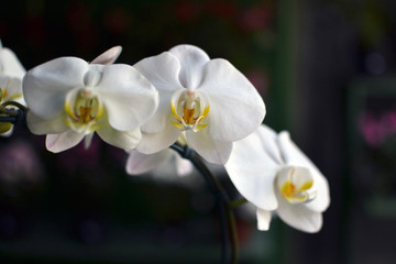 Vibrant yellow and white tropical orchied
