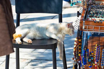 White greek cat watching the stall with traditional greek bijouterie and jewels, funny photo