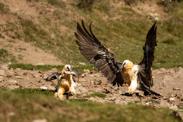 Fight of bearded vulture
