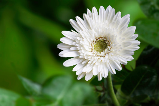 White Flower HD Image on Nursery garden