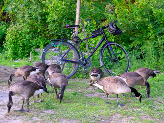 canadian geese eating grass in front of the bicycle in the park of Ottawa © Nataliia