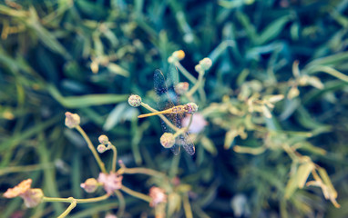 Dragonfly in the green fields grown with rice plants. July in the Albufera of Valencia