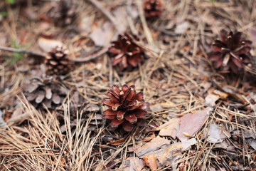pine cones fallen from a tree in the form of a composition