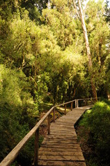 Wooden path in Puyehue National Park, Pucon - Chile. Patagonian hiking with rainforest wild plants.