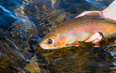 Woman Releasing  Rainbow Trout Caught Fly Fishing On Colorado 