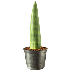 Cylindrical snake plant in a pot isolated on white