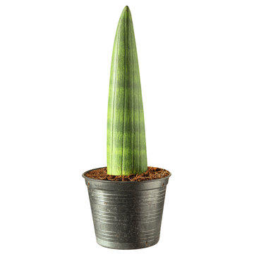 Cylindrical snake plant in a pot isolated on white