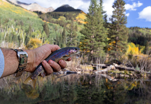 Brooke Trout Caught & Released Fly Fishing In Colorado