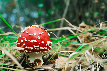 seta venenosa en bosque