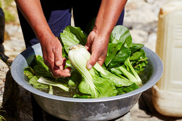Green pak choi leaves washed in a bowl of water.
