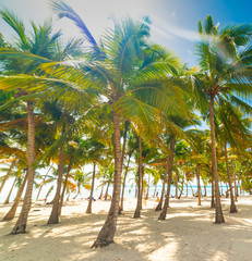 Palm trees in Bois Jolan beach in Guadeloupe