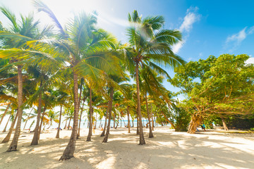 Sun shining over Bois Jolan beach in Guadeloupe