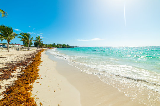 Sargasses on the foreshore in Guadeloupe