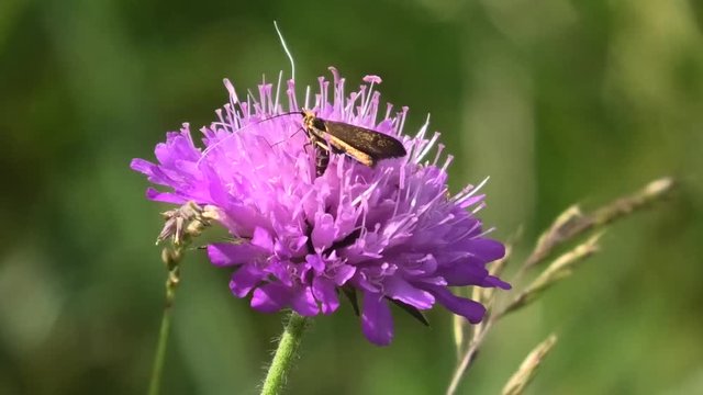 farfallina su fiore