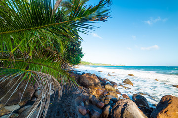 Rocks and palms in Grande Anse in Guadeloupe