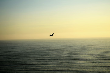 sunset sea ocean sky bird