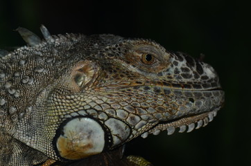 IGUANA