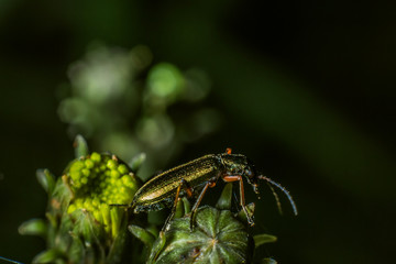 beautiful tiny bug creeps on a leaf