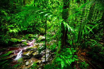 Green plants by a small stream in Basse Terre jungle in Guadeloupe