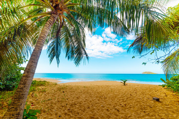 Fototapeta na wymiar Palm trees in La Perle beach in Guadeloupe