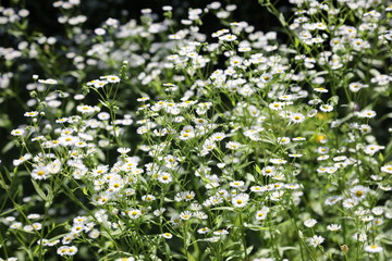 Viele weiße Blümchen