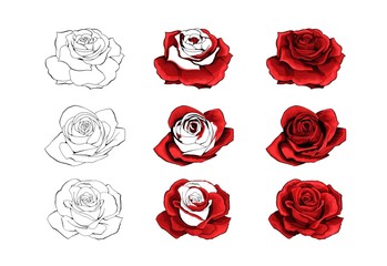 Rose hand drawing and colored. A blossoming rosebud. Vector illustration set