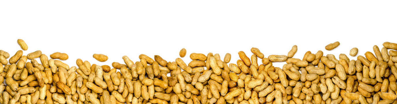 panorama of peanuts on white background, banner isolated