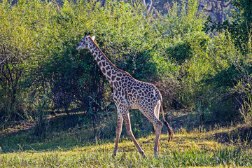 Giraffe, Luangwa Valley, Zambia