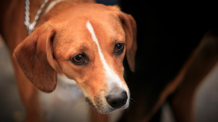 Portrait of beagle