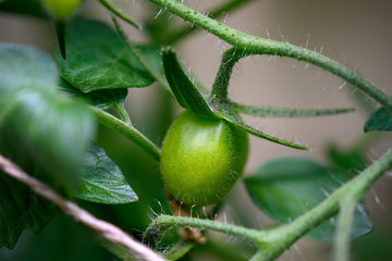 Tomate Sprößling grün