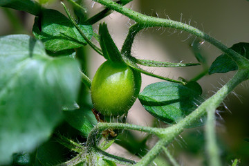 Tomatenpflanze Sprößling grün
