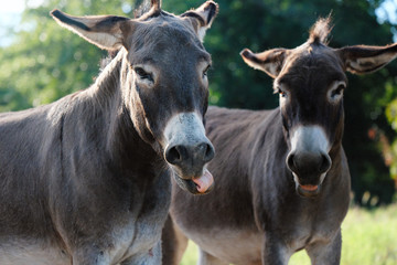 Obraz na płótnie Canvas Funny mini donkeys making faces at camera in farm pasture during summer.