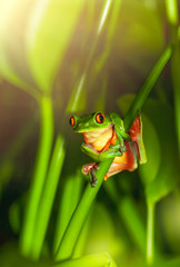 Costa - Rican frog