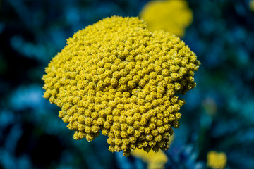 closeup of yellow flower