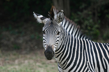 Zebra Head-On
