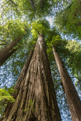 Looking up at large trees in the Redwoods National Park, California 