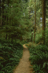 Fototapeta na wymiar Beautiful hiking trail path through lush green forest